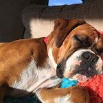 Profile Picture of Bobbie The Boxer (@bobbie_the_boxer) on Instagram