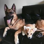 Profile Picture of Bruce& Harley Quinn (@the_dogggo_duo) on Instagram