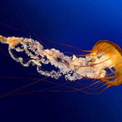 Profile Picture of Amal Khalifa (@amalkhalifa7) on Twitter