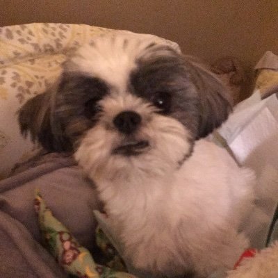 Profile Picture of TNM (@TracyMowdy) on Twitter