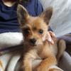 Profile Picture of dogbatman_ (@dogbatman_) on Tiktok