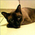 Profile Picture of Joyce Lin (@plin026) on Flickr