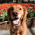 Profile Picture of Bennett the Golden Retriever (@bennettmeetsworld) on Instagram