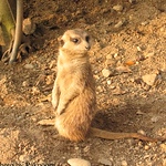 Profile Picture of Pai Buabthong (@paippb) on Flickr