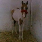 Profile Picture of Jason Irrera (@jasonirrera) on Instagram