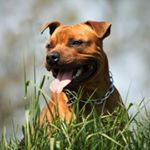 Profile Picture of David Musil (@musildavid13) on Instagram