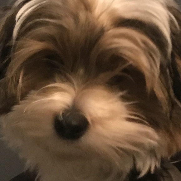 Profile Picture of Laureen Golemme (@lauraleen) on Poshmark