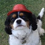 Profile Picture of Oliver Wade (@olivercharleswade) on Instagram