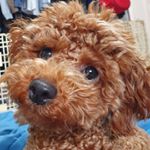 Profile Picture of 김둥실 (@loveya_hailey) on Instagram