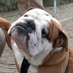 Profile Picture of Stephen Tomaselli (@Stevetomaselli) on Twitter