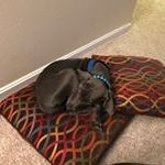 Profile Picture of Peter Parker (@parker.the.weimer) on Instagram