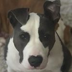 Profile Picture of Chris Postell (@csp_1985) on Instagram