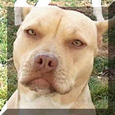 Profile Picture of Rene Rocha (@ReneRenerocha9) on Twitter