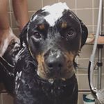 Profile Picture of Laila Marshall (@lailas_rottie_world) on Instagram