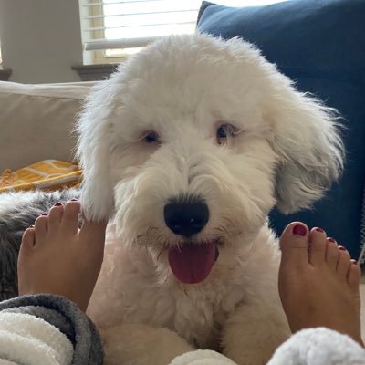 Profile Picture of Anh Dang (@adangster) on Twitter