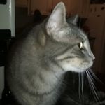 Profile Picture of JoAnn Cliff (@chessie1a) on Instagram