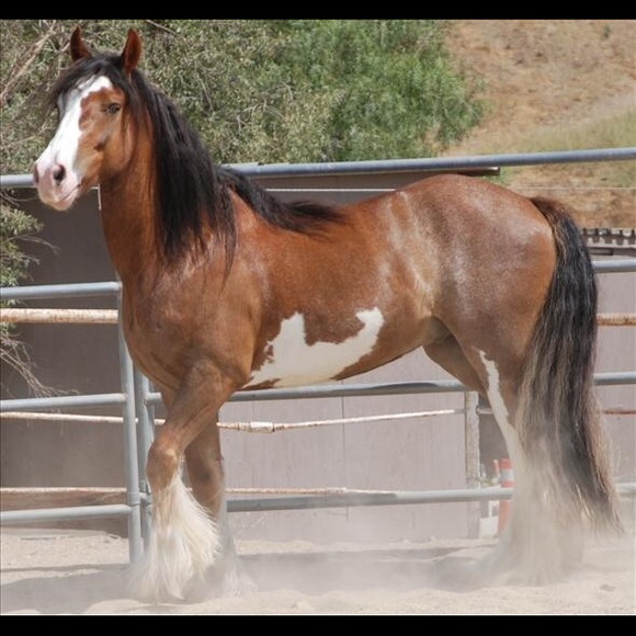 Profile Picture of Kathy Grendell (@kgrendell) on Poshmark