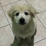 Profile Picture of Michael vincent Crisolo (@michaelcrisolo) on Instagram