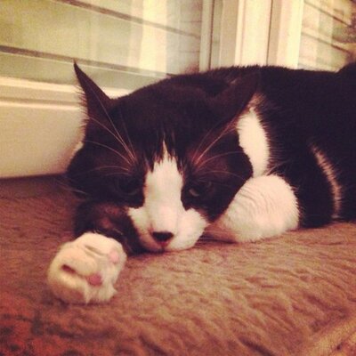 Profile Picture of Anne-Marie Wiltgen (@@annew85) on Twitter