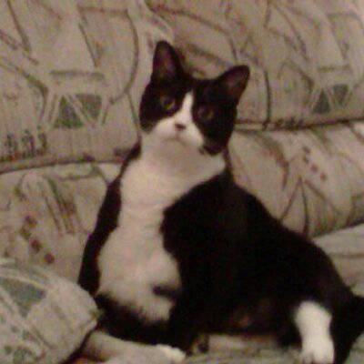 Profile Picture of Paul Rebelo (@syk0ch0p) on Twitter