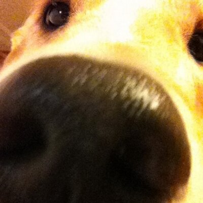 Profile Picture of Sean Brohman (@srbrohman) on Twitter