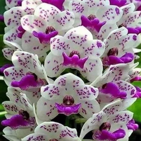 Profile Picture of Esther Esquea (@esquea01) on Poshmark