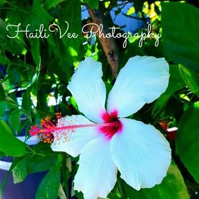 Profile Picture of Haili Adams (@HailiVee) on Twitter