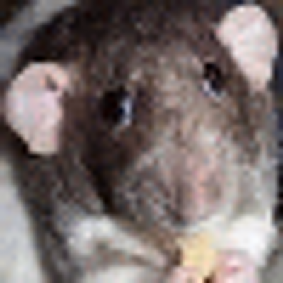 Profile Picture of Bradley Mohr (@pandaddr6a) on Twitter