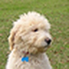 Profile Picture of Janet Ayers (@AyersPamperedPets) on Flickr