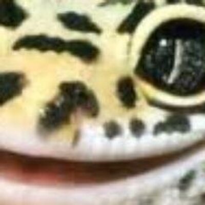 Joel Pease - Twitter Profile Picture of Joel Pease (@joelpease1) on Twitter