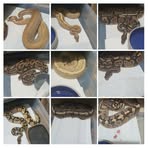 Profile Picture of Robert Cootware (@robert.cootware.5) on Facebook