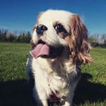 Profile Picture of Angel (@angel.the.one.eyed.cavalier) on Instagram