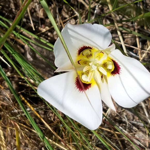 Jessica Bressler - Poshmark Profile Picture of Jessica Bressler (@flutedream) on Poshmark