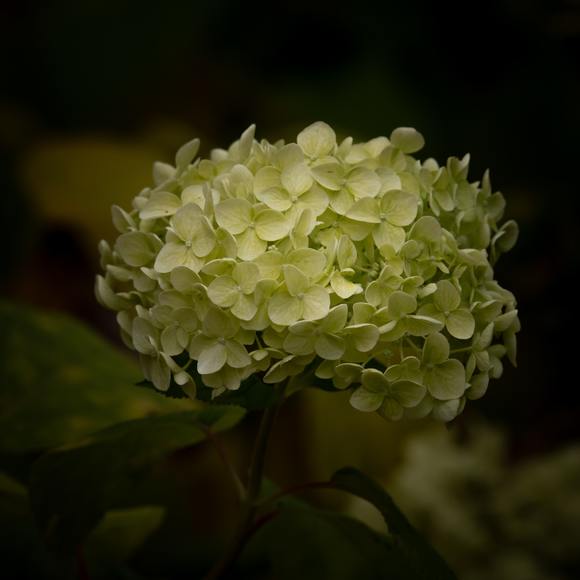 Profile Picture of Lilly Adkins (@lillya5926) on Poshmark