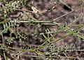 Profile Picture of Astragalus shevockiion Wikipedia