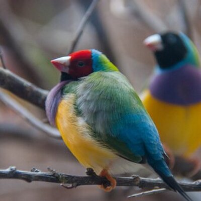 Profile Picture of Vladimir Timofeev (@TimofeevMeff) on Twitter