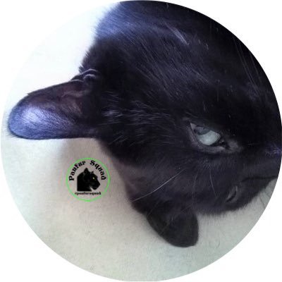 Profile Picture of CatDisapprovesOfYou (@CatDisapproval) on Twitter