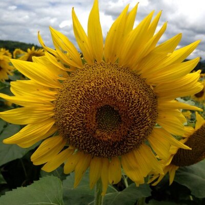 Profile Picture of Amy David Romagnuolo (@Romagnuolo) on Twitter