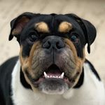 Profile Picture of Mirosmar José Araujo (@dog_mirosmar) on Instagram