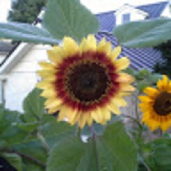 Punkyhead Io - Poshmark Profile Picture of Punkyhead Io (@punkyhead10) on Poshmark