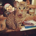 Profile Picture of Barry Smith (@horseglue7) on Instagram