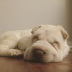 Profile Picture of Sage The Sharpei (@sagetherage3) on Instagram