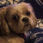 Profile Picture of ED SCHWARTZ (@aa87na) on Instagram