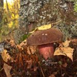 Profile Picture of Raines (@rainescraigsjk) on Instagram