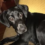 Profile Picture of Delta Dawn & Tripp 💖💙🐾 (@delta.tripp.mcbryde) on Instagram