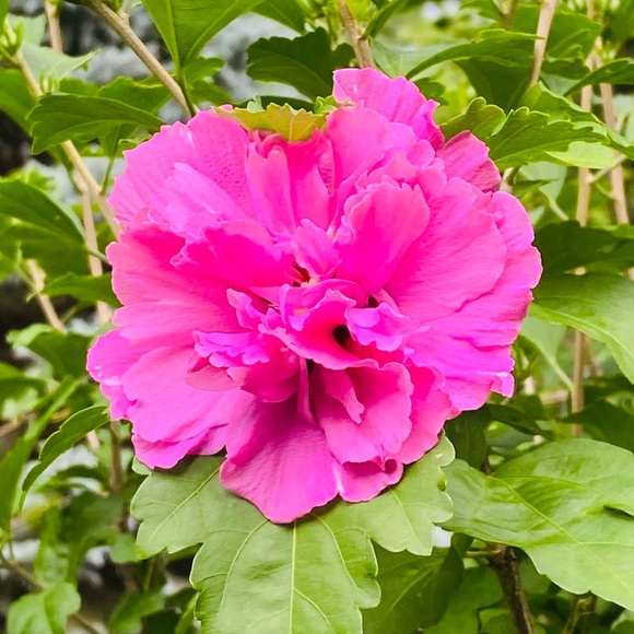 Ella Thomforde - Poshmark Profile Picture of Ella Thomforde (@ellathomforde) on Poshmark