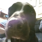 Profile Picture of Asher Gifford (@AdventuresOfGiffords) on Youtube