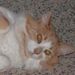 Profile Picture of Patty McGee (@manzypm) on Pinterest