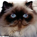 Profile Picture of Robert Bakker (@Robert-Bakker) on Facebook