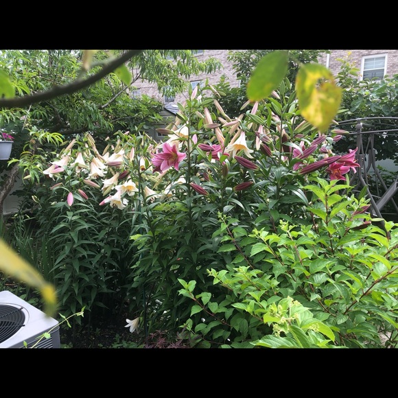 Profile Picture of Agathia Luka (@agathialuka) on Poshmark